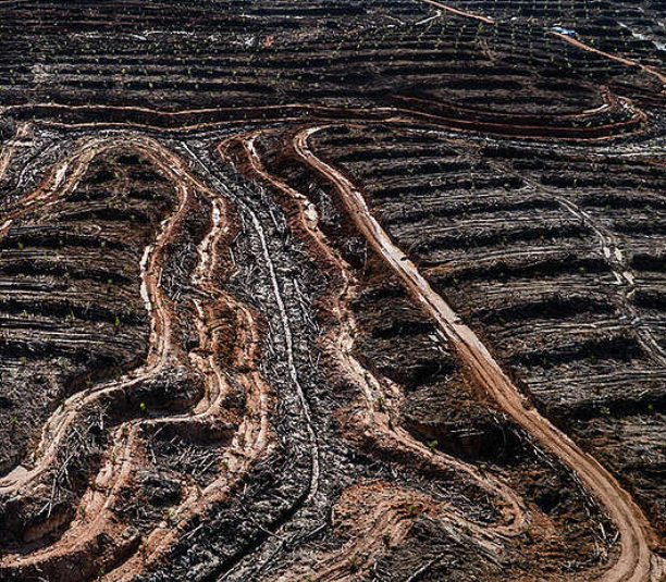 reboisasi dan reklamasi